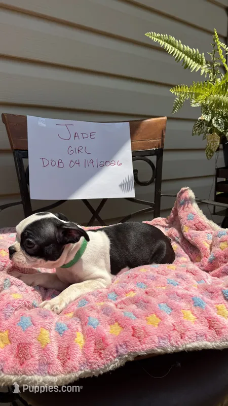 Jade – Boston Terrier puppy for sale in Woodstock, GA