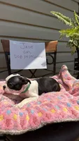 Jade, a female Boston Terrier for sale in Woodstock, GA – 1 of 2