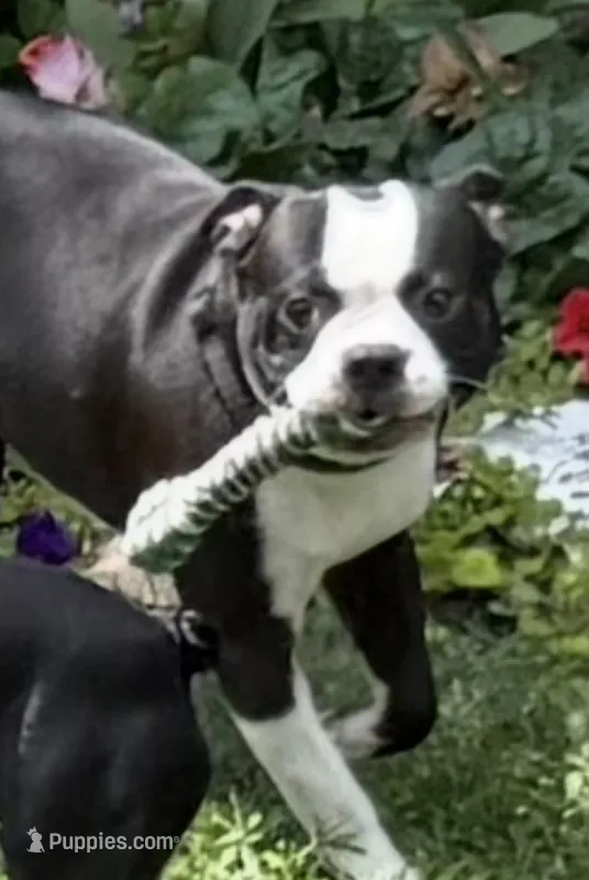 Big Red – Boston Terrier puppy for sale in Woodstock, GA