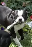 Big Red, a male Boston Terrier for sale in Woodstock, GA – 1 of 2