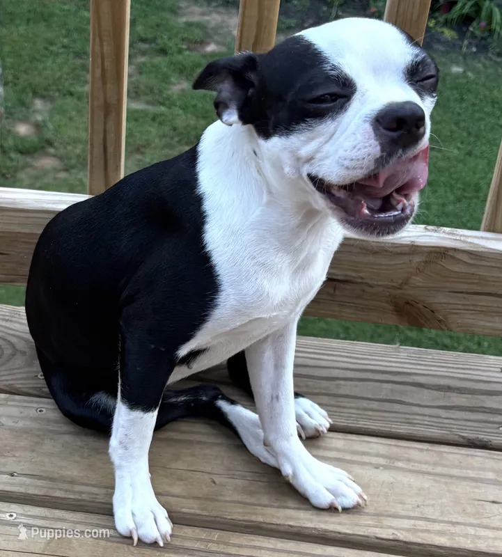 Molly – Boston Terrier puppy for sale in Woodstock, GA