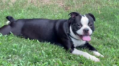 Big Red, a male Boston Terrier for sale in Woodstock, GA – 2 of 2