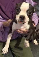 Autumn, a female Boston Terrier for sale in Woodstock, GA – 2 of 3