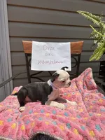 Opal, a female Boston Terrier for sale in Woodstock, GA – 2 of 2