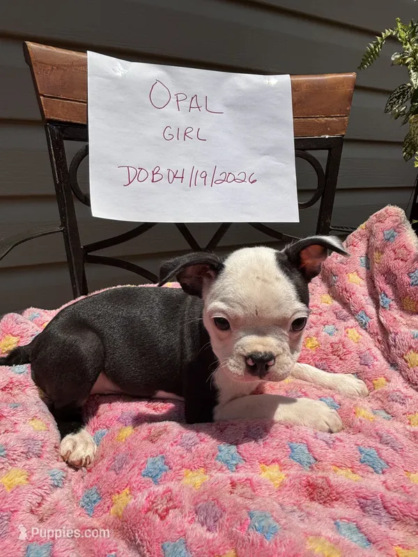 Opal – Boston Terrier puppy for sale in Woodstock, GA