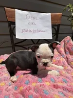 Opal, a female Boston Terrier for sale in Woodstock, GA – 1 of 2