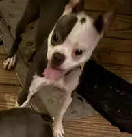 Sassy, a female Boston Terrier for sale in Woodstock, GA – 2 of 3