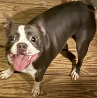 Misty, a female Boston Terrier for sale in Woodstock, GA – 2 of 2