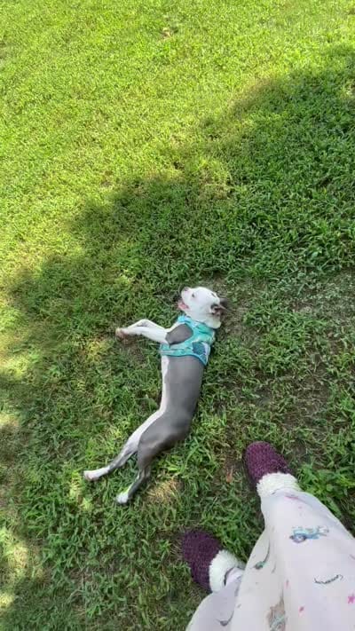 Sassy, a female Boston Terrier for sale in Woodstock, GA – 3 of 3