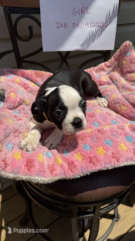 Amber – Boston Terrier puppy for sale in Woodstock, GA
