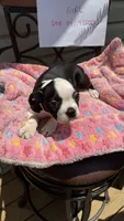 Amber, a female Boston Terrier for sale in Woodstock, GA – 1 of 2