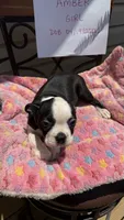 Pearl, a female Boston Terrier for sale in Woodstock, GA – 2 of 2