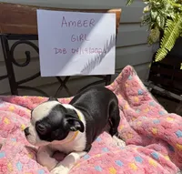 Amber, a female Boston Terrier for sale in Woodstock, GA – 2 of 2