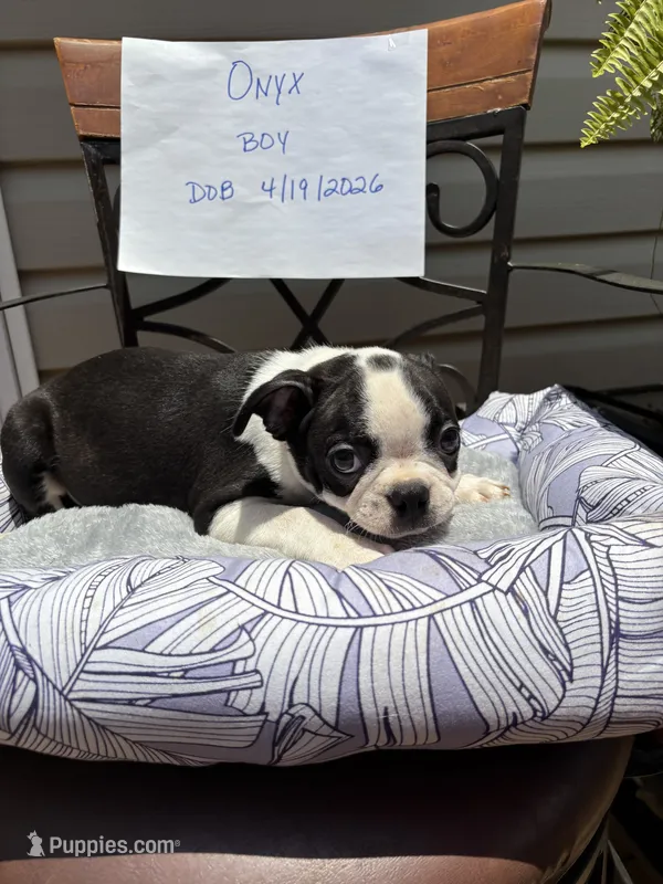 Onyx – Boston Terrier puppy for sale in Woodstock, GA