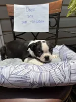Onyx, a male Boston Terrier for sale in Woodstock, GA – 1 of 2