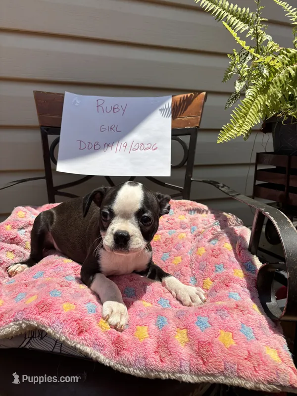 Ruby – Boston Terrier puppy for sale in Woodstock, GA