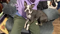Dusty, a female Boston Terrier for sale in Woodstock, GA – 2 of 4