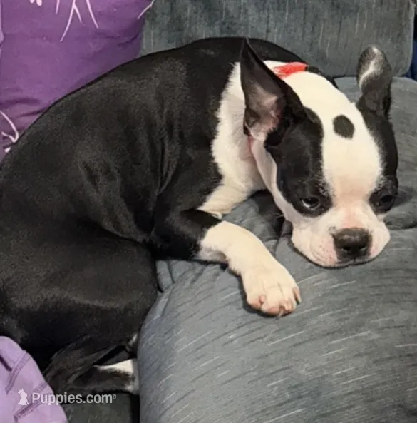 Rose – Boston Terrier puppy for sale in Woodstock, GA