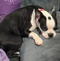 Rose, a female Boston Terrier for sale in Woodstock, GA – 1 of 2