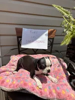 Ruby, a female Boston Terrier for sale in Woodstock, GA – 2 of 2