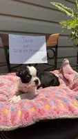 Jade, a female Boston Terrier for sale in Woodstock, GA – 2 of 2