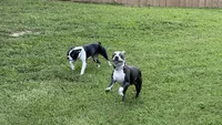 Dusty, a female Boston Terrier for sale in Woodstock, GA – 3 of 4
