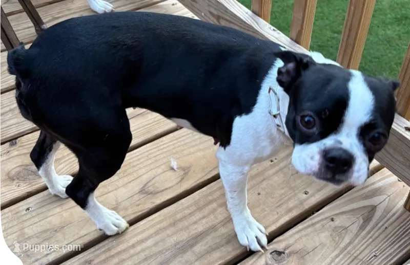 Maggie – Boston Terrier puppy for sale in Woodstock, GA