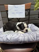 Onyx, a male Boston Terrier for sale in Woodstock, GA – 2 of 2