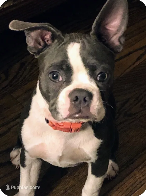Misty – Boston Terrier puppy for sale in Woodstock, GA