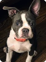 Misty, a female Boston Terrier for sale in Woodstock, GA – 1 of 2