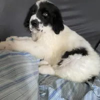 Willy , a female Great Pyrenees and Newfoundland for sale in Clearlake Oaks, CA – Photo 3 of 3