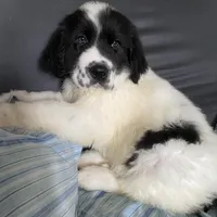 Willy , a female Great Pyrenees and Newfoundland for sale in Clearlake Oaks, CA – Photo 1 of 3
