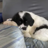 Willy , a female Great Pyrenees and Newfoundland for sale in Clearlake Oaks, CA – Photo 2 of 3