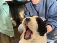 processed/3e53c58e-8780-4326-999e-519ba3bb8c46/listing/1bceaa69-a77a-4bdc-8581-d83bb207e3cb/5a2bdc25-8726-4c16-a7eb-da2b64dbff72