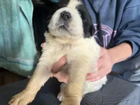 processed/3e53c58e-8780-4326-999e-519ba3bb8c46/listing/1bceaa69-a77a-4bdc-8581-d83bb207e3cb/c175d39c-249b-43b7-9d3a-f981b4c8acb0