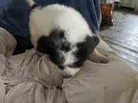 Bella , a female Great Pyrenees and Newfoundland for sale in Clearlake Oaks, CA – Photo 6 of 6