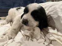 Female Newfie, a female Great Pyrenees and Newfoundland for sale in Clearlake Oaks, CA – Photo 9 of 10