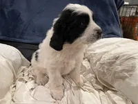 Female Newfie, a female Great Pyrenees and Newfoundland for sale in Clearlake Oaks, CA – Photo 2 of 10