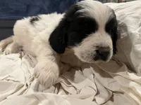 Female Newfie, a female Great Pyrenees and Newfoundland for sale in Clearlake Oaks, CA – Photo 8 of 10