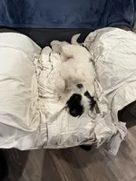 Female Newfie, a female Great Pyrenees and Newfoundland for sale in Clearlake Oaks, CA – Photo 5 of 10