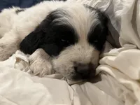 Female Newfie, a female Great Pyrenees and Newfoundland for sale in Clearlake Oaks, CA – Photo 10 of 10