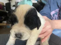 processed/3e53c58e-8780-4326-999e-519ba3bb8c46/listing/5e451795-f4a2-40ac-bf4b-eab43e6069a8/e4772bd1-0ab6-448a-94e6-832f790db6b5