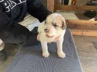 processed/3e53c58e-8780-4326-999e-519ba3bb8c46/listing/7b696000-7409-48ea-b315-ce3e3527c669/6b86884c-c7ab-4814-b333-478deef49fbe