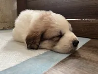 processed/3e53c58e-8780-4326-999e-519ba3bb8c46/listing/7b696000-7409-48ea-b315-ce3e3527c669/815fded1-c751-48de-bd21-fd7de4dfe140