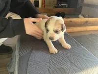 processed/3e53c58e-8780-4326-999e-519ba3bb8c46/listing/7b696000-7409-48ea-b315-ce3e3527c669/dc9e6965-1af9-4407-bab4-01dabdb17ef4