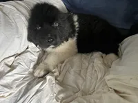 Sam, a male Great Pyrenees and Newfoundland for sale in Clearlake Oaks, CA – Photo 2 of 10