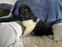 Sam, a male Great Pyrenees and Newfoundland for sale in Clearlake Oaks, CA – Photo 9 of 10