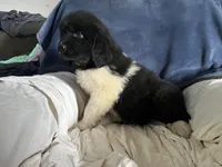 Sam, a male Great Pyrenees and Newfoundland for sale in Clearlake Oaks, CA – Photo 10 of 10