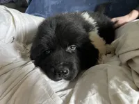 Sam, a male Great Pyrenees and Newfoundland for sale in Clearlake Oaks, CA – Photo 4 of 10