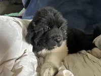 Sam, a male Great Pyrenees and Newfoundland for sale in Clearlake Oaks, CA – Photo 1 of 10